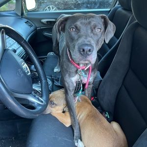 Meet your Posher, Rachel